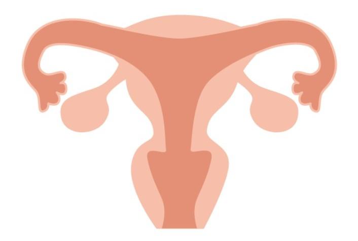 【卵巣の病気とは？】卵巣トラブルの種類や症状、治療法は？ 妊活部